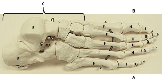 <p>Name the area of the superior foot</p>