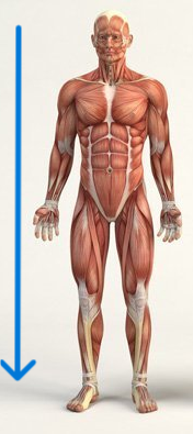 <p>describes a position below or lower; also called inferior</p>