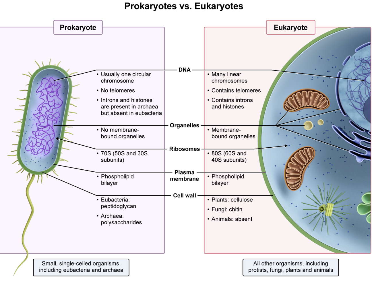 <p><strong>Ribosomes&nbsp;</strong>are responsible for <span style="line-height: 1.6em; font-size: inherit;">translating proteins</span> in both eukaryotes and prokaryotes. <strong>Proteins</strong> are essential to all forms of life, thus ribosomes are present in <strong>all organisms</strong>. Ribosomes can be free-floating in the cytosol or embedded in the rough ER.</p><p></p><p><em>B. Glycolysis</em></p><p>Nearly all living organisms perform <span style="line-height: 1.6em; font-size: inherit;">glycolysis</span>, but there are a few exceptions. <strong>DAT Pro-Tip:&nbsp;</strong>For test day, remember that glycolysis is <em>nearly</em> universal among all organisms, but <em>not</em> entirely, as there are some exceptions.</p><p></p><p><em>C. Nucleus</em></p><p>The nucleus houses and protects the DNA in eukaryotes, but it is <em>not</em> present in prokaryotes.</p><p></p><p><em>D. Photosynthesis</em></p><p>Photosynthesis is performed in autotrophic organisms, including photosynthetic bacteria, most plants, and some protists. Heterotrophic organisms, such as animals, do <em>not</em> perform photosynthesis.</p>