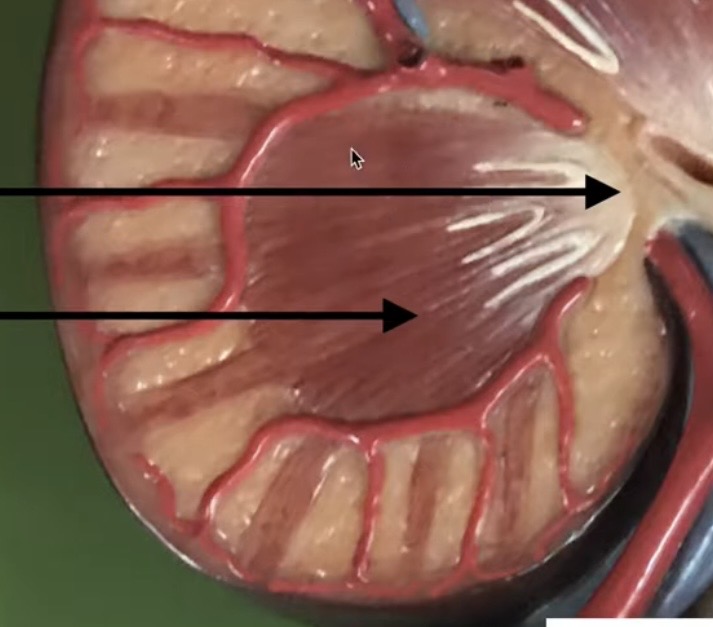 <p>inside the renal pyramid</p>