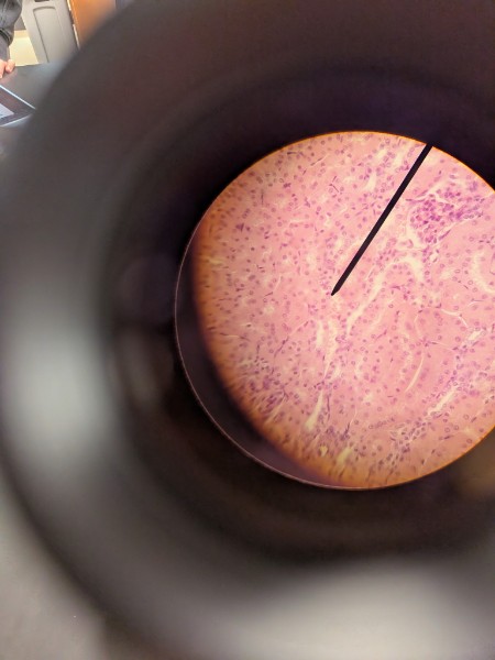 <p>located in the kidneys, secretory portions of small glands, and the ovary surface. Functions in secretion and absorption. </p>