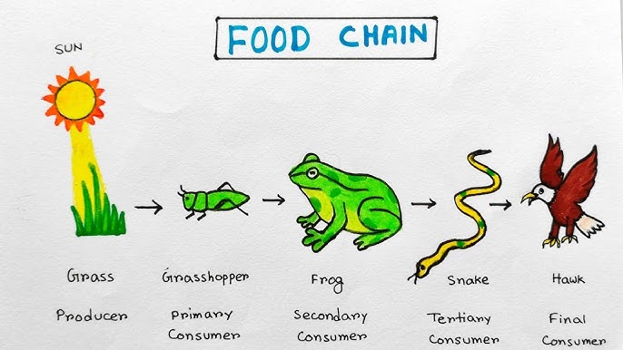 <p>A diagram that shows how energy and matter move from one organism to another.</p><ul><li><p>Chain starts with a producer</p></li><li><p>Sun is always the original source of energy (most of the times don’t appear tho)</p></li></ul><p></p>