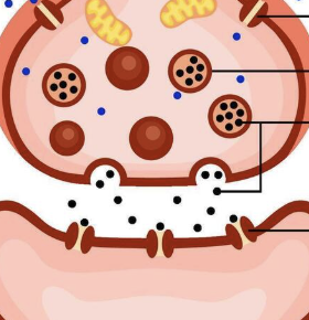 <p>What part of the neuron is this?</p>