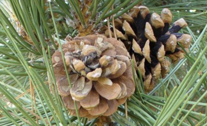 <p>Is this a male or female pine cone?</p>