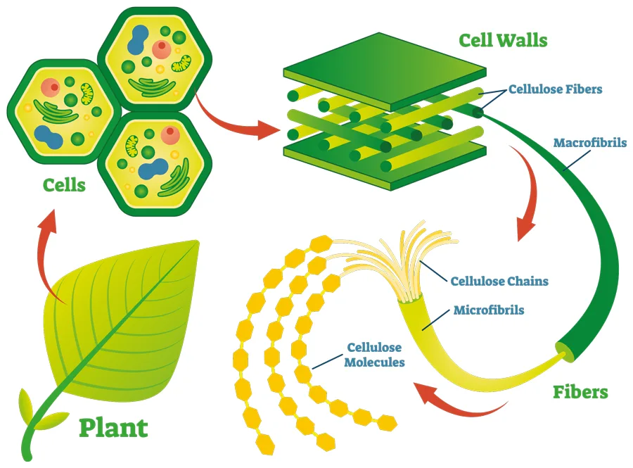 <p>A complex carbohydrate (polysaccharide) made of long chains of glucose units that forms the main structural component of plant cell walls. </p>