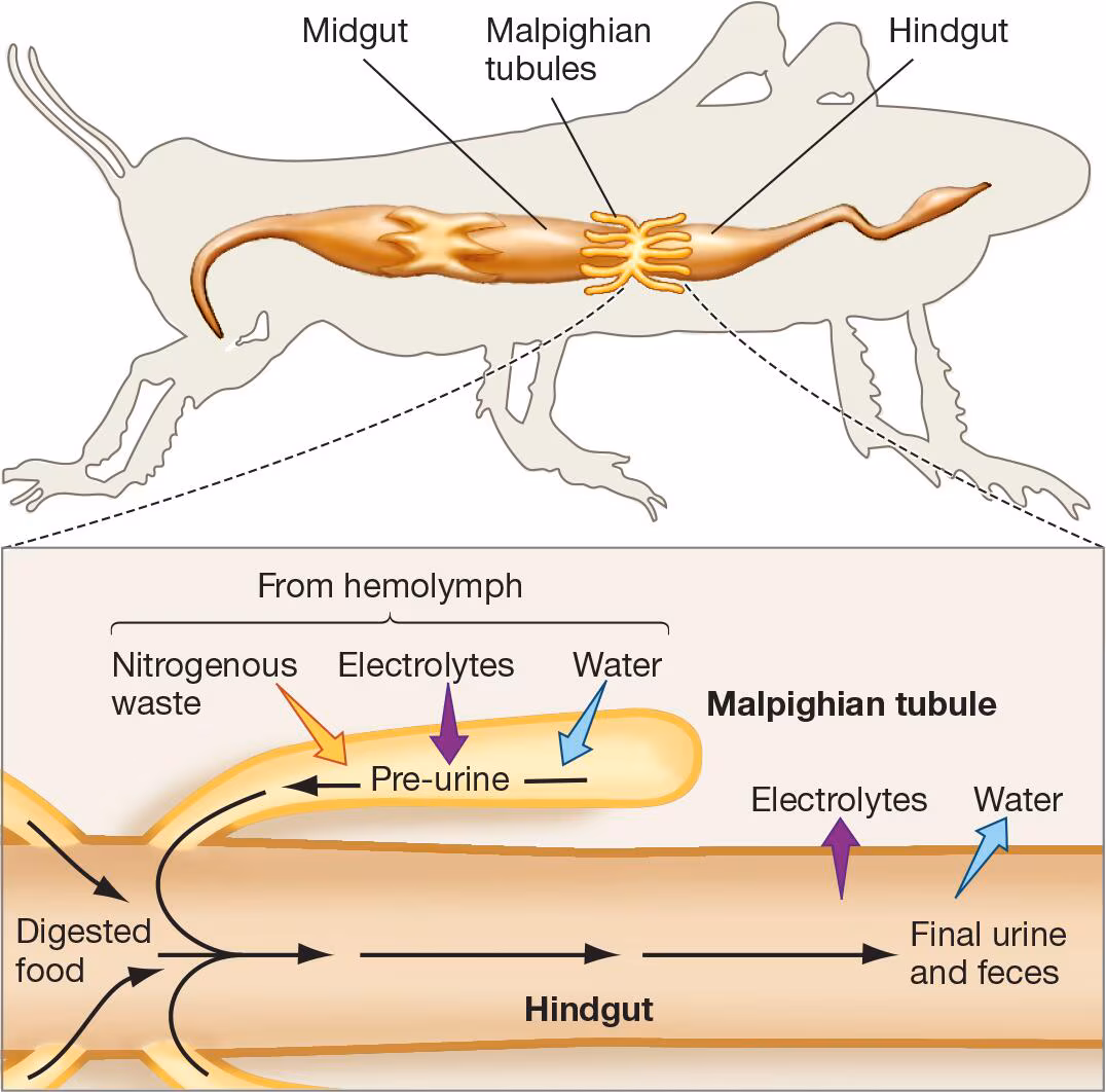 <p>posterior portion of insects digestive tract that helped to maintain water and electrolyte balance</p><p>“pre-urine” passes into this portion where it's processed and modified before excretion</p>