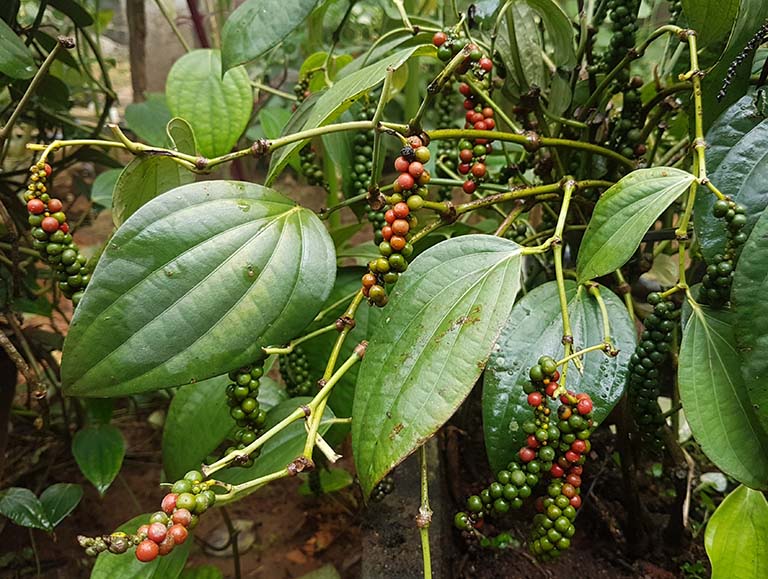 <p><strong>Common name</strong>: Black Pepper</p><p><strong>Part used</strong>: Fruits (seeds); roots, leaves</p><p><strong>Uses</strong>: Antiseptic, antibacterial, antiemetic; stimulant, expectorant, indigestion, nasal congestion</p><p><strong>Constituents</strong>: <strong>Piperine</strong>, pellitorine, guineensine, trichostachine <strong>(alkaloids)</strong>; flavonoids, tannins, terpenes</p>