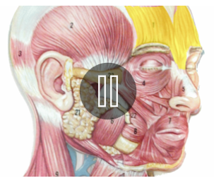 <p>What is the highlighted region? what is its action? what is its innervation?</p>