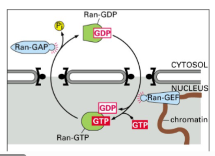 <p><span style="background-color: transparent;"><strong>Spindle Formation in Acentrosomal Cells (Higher Plants)</strong></span></p>