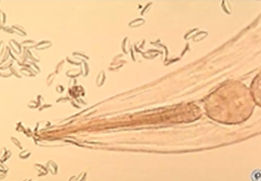 <p><span style="background-color: rgba(0, 0, 0, 0); line-height: 19.7625px;">What is the species in this photo and WHY?</span></p>