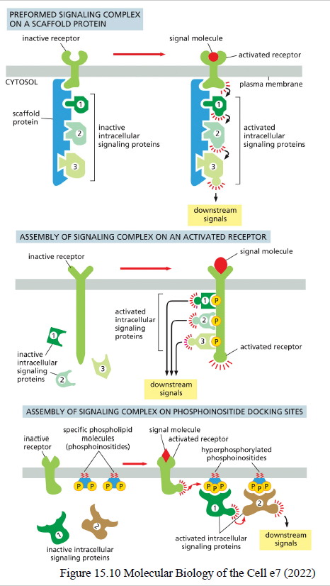 <p>Cellen bruger flere mekanismer:</p><ul><li><p>scaffold proteins samler signalingproteiner i komplekser</p></li><li><p>modular interaction domains binder specifikke motiver/fosforyleringer</p></li><li><p>lokal koncentration af signalingmolekyler i bestemte områder af cellen</p></li></ul><p>Dette gør signaling hurtigere og mere præcis i det “støjende” cytoplasma.</p>
