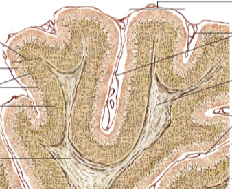 <p>identify tissue type and what it shows.</p>