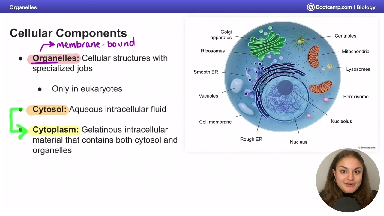 <p>cytosol + organelles</p>