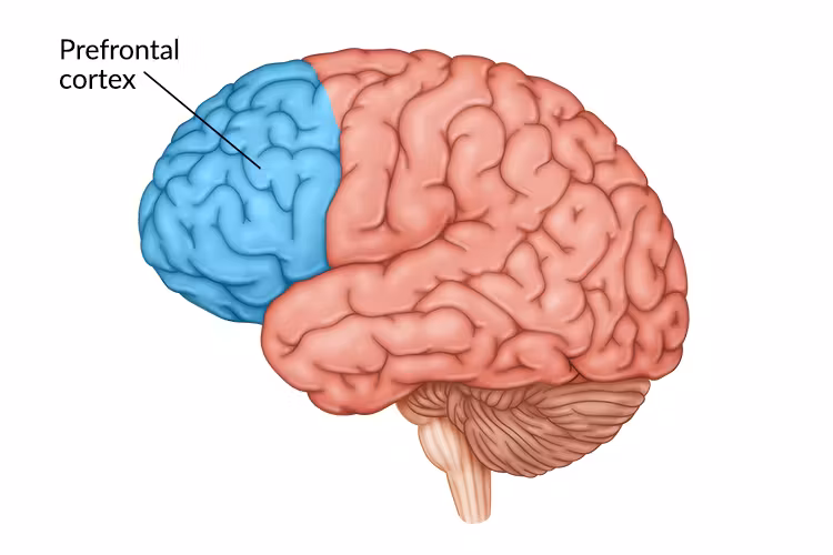 <p>Thought stimuli of the Cephalic Phase:</p>