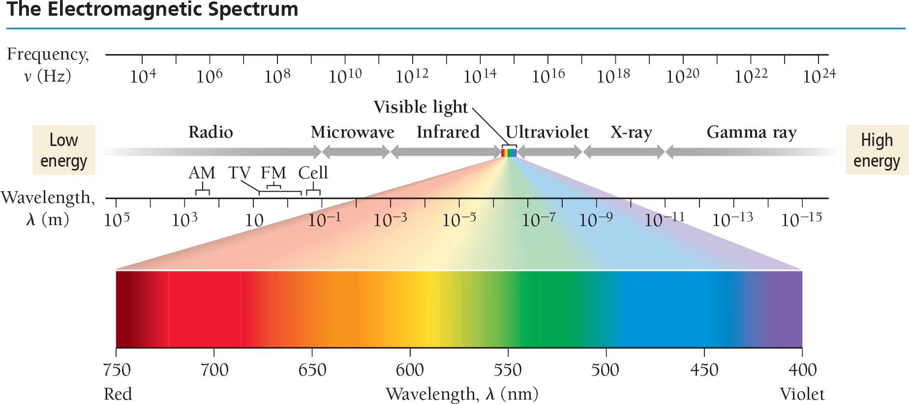 <p>range of wavelengths of all possible electromagnetic radiation, including (in order from lowest to highest energy) radio waves, microwaves, infrared radiation, visible light, ultraviolet radiation, x-rays, and gamma rays</p>