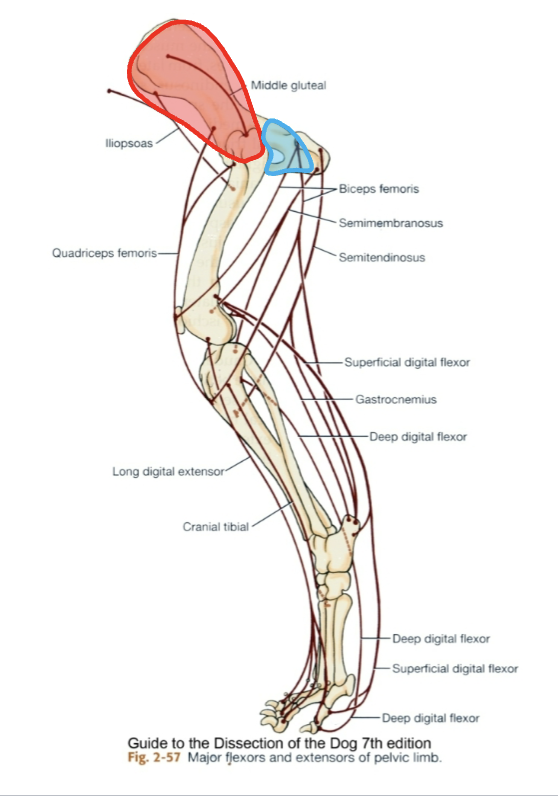 <p>hip ; includes all gluteal muscles & tensor fascia latae m.</p>