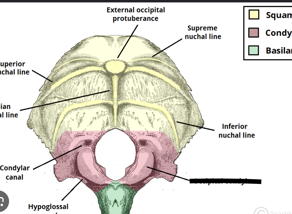 <p>circle around the hole of the spinal cord that goes into the head</p>
