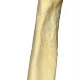 <p>what bone and which way facing</p>