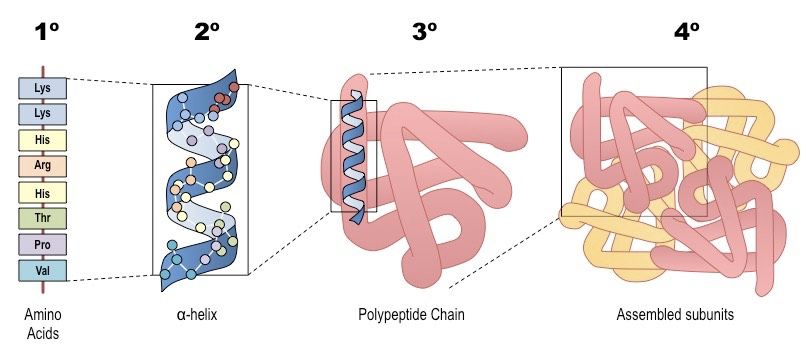 <ul><li><p>Amino Acids join together to form peptide bonds</p></li><li><p>Chain of peptides bonds form into complex shapes to suit the needs of the cells </p></li></ul><p></p>