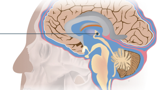 <p>Tiny gland located near the center of the brain, posterior to the thalamus.</p>