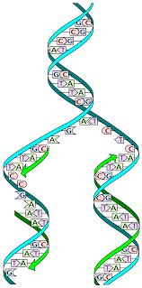 <p>DNA replication </p>