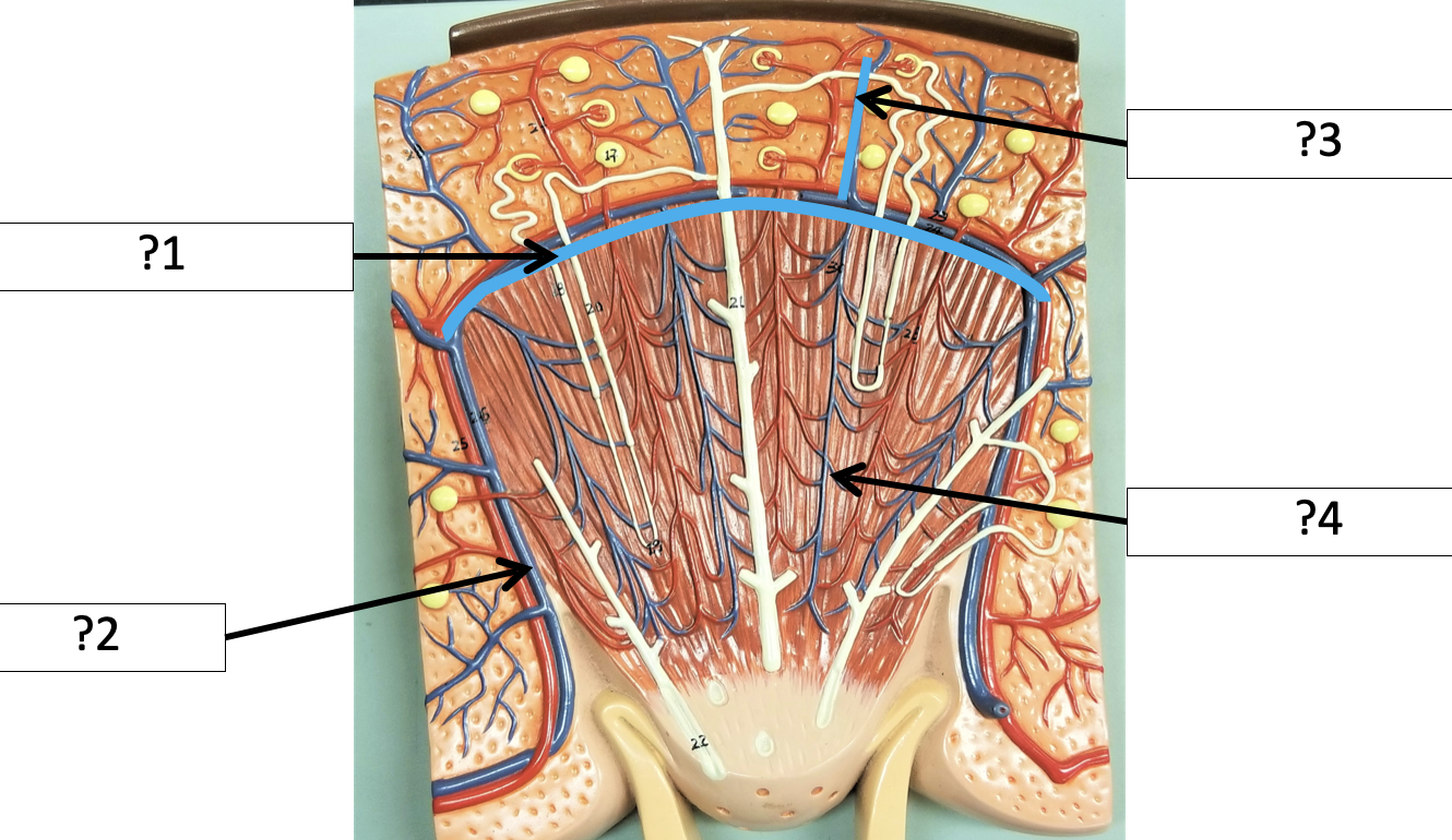 <p>2 Name the veins?</p>