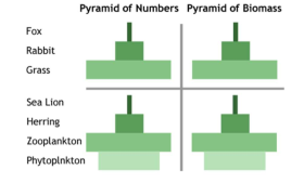 <p>why is this marine pyramid of biomass an inverted shape? </p>