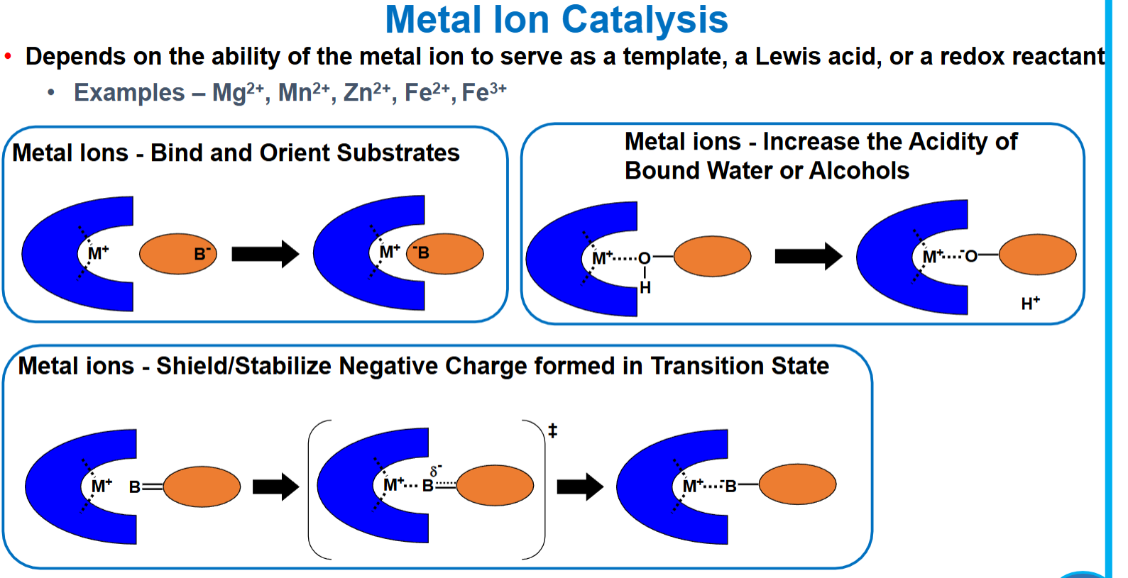 <p>Can orient the substrate, increase acidity through resonance, or stabilize charges</p><p>nearly 1/3 of all enzymes require metal ions to work</p>