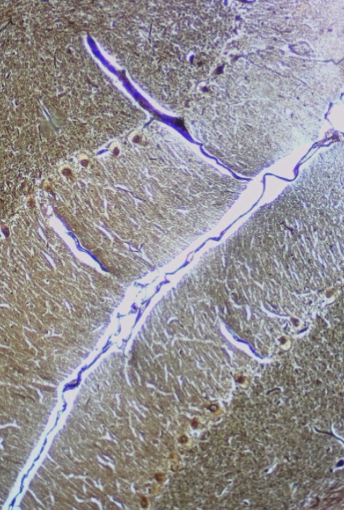 <p>what is this tissue?</p>