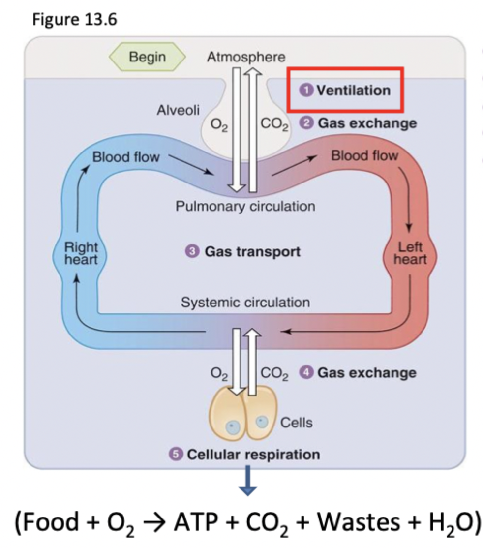<p>Bulk flow between air in atmosphere in alveoli</p><p>Exchange of O2 and CO2 in alveolar air and blood in lung capillaries via diffusion</p><p>Transport of blood through circulation with bulk flow</p><p>Exchange of gas between tissues and blood</p><p>Cellular utilization of O2 and production of CO2</p>