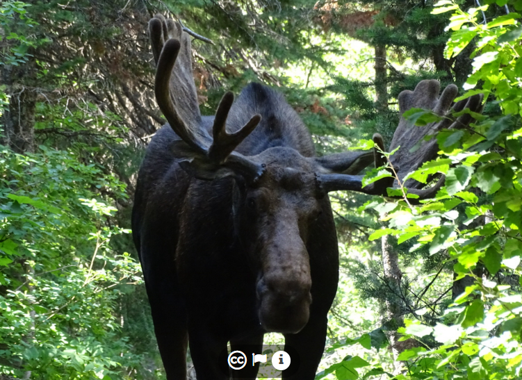 <p>Male moose</p>