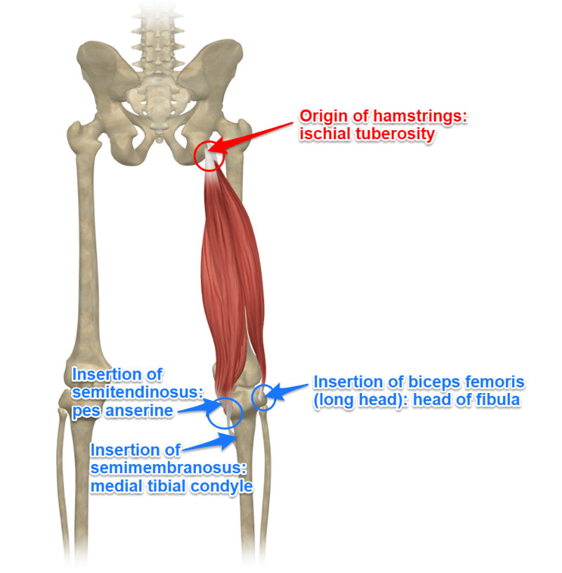 <p>Deep to semitendinosus</p><p></p><p><strong>Origin</strong> = ischial tuberosity.</p><p><strong>Insertion </strong>= medial condyle of tibia.</p><p><strong>Action </strong>= extends thigh, flexes knee, and medially rotates leg</p>