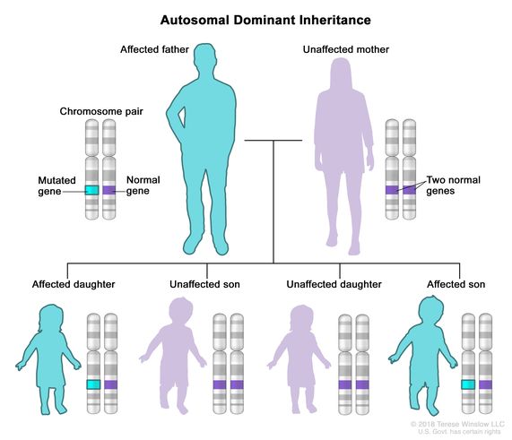 <p>If you have the dominant allele, you express the trait.</p>