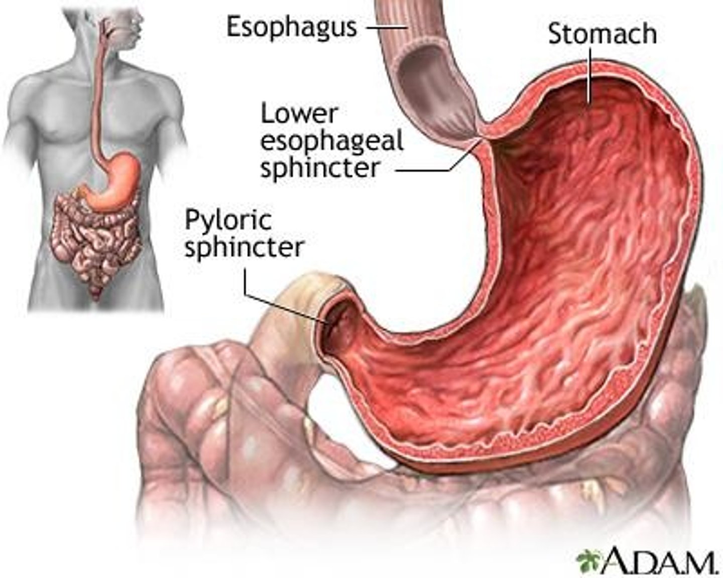 <p>Muscular tube for the passage of ingested food from pharynx to stomach</p>