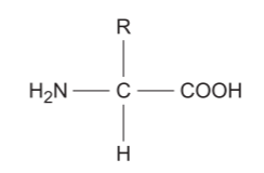 <p>COOH = carboxyl group</p><p>R = variable side cahin</p><p>H2N = amine group</p>