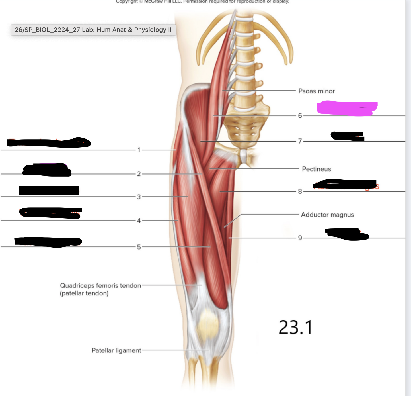 <p>Hip - to move leg</p>