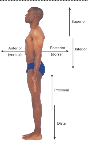 <p><strong>toward or at the back of the body</strong>; behind; the back side.</p>