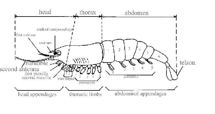 <p>most successful animal phylum in terms of species diversity, distribution, and sheer numbers</p><p>body cavity:</p><ul><li><p>coelomate (have true body cavity)</p></li></ul><p>all share three key features:</p><ul><li><p>body segmentation (modified metamerism)</p></li><li><p>hard exoskeleton</p></li><li><p>jointed appendages</p></li></ul><p>segments: regions w/ specialized function</p><ul><li><p>head—contains segments w/ feeding and sensory activities</p></li><li><p>thorax—contains segments w/ locomotor activities</p></li><li><p>abdomen—contains segments w/ locomotor and/or reproductive activities</p></li><li><p>some contain the head and thoracic segments fused—cephalothorax</p></li></ul><p>exoskeleton:</p><ul><li><p>body is completely covered by the cuticle, made of protein and chtin</p></li><li><p>strong, protects the animal, and provides points of attachment for muscles that move appendages</p></li><li><p>thick and inflexible in some regions, such as crab claws</p></li><li><p>thin and flexible in others, such as joints</p></li></ul><p>respiration:</p><ul><li><p>most aquatic species have gills with thin, feathery extensions that have an extensive surface area in contact with water</p></li><li><p>terrestrial arthropods generally have internal surfaces specialized for gas exchange</p></li></ul><p>subphyla of arthropods, and one class of arthropods:</p><ul><li><p>subphylum chelicerata (horseshoe crab)—contain one pair of chelicerae, one pair of pedipalps; antennae, and mandibles are absent</p></li><li><p>subphylum crustacea (crayfish)—primarily found in aquatic habitats; contain two pairs of antennae, one pair of mandibles</p></li><li><p>class insecta (grasshopper)—found in terrestrial environments; contain one pair of antennae and one pair of mandibles</p></li></ul><p></p>