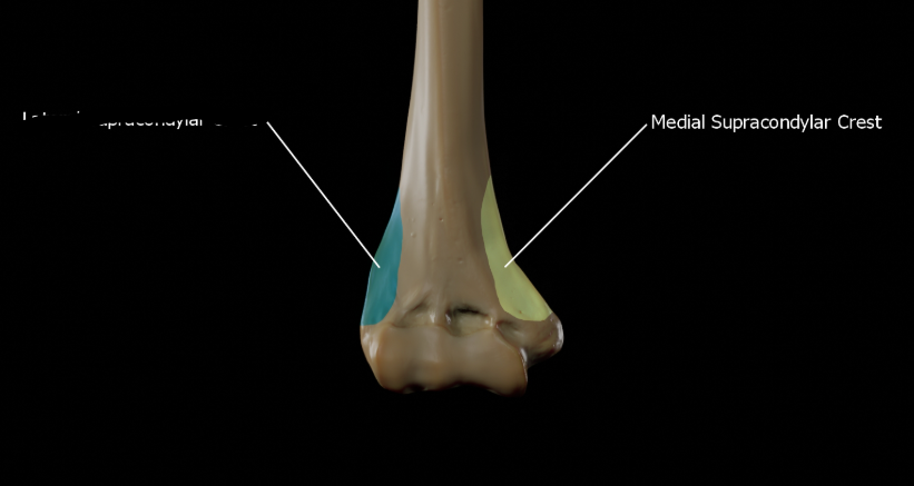<p>What bone landmark is this within the <strong>Humerus </strong></p>