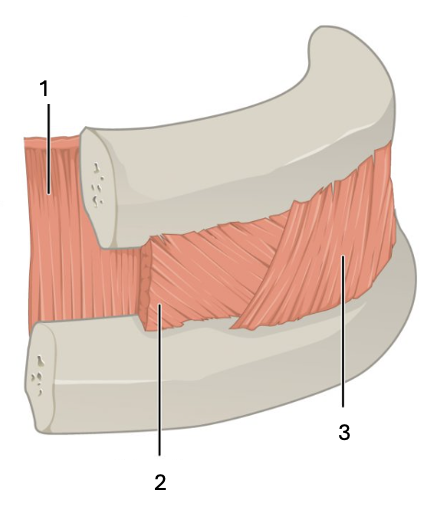 <p>What muscle group is this?</p><p>What muscles are these?</p>