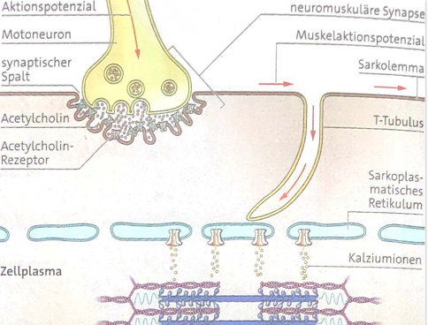 <ul><li><p>Entsteht nach dem EPP</p></li><li><p class="MsoNormal">läuft: über Sarkolemm in T-Tubuli (entlang äußerer Muskelmembran in Einstülpung) dort kommt Signal ans sarkoplasmatische Retikulum</p></li><li><p><span style="line-height: 18.4px;">→ Ca²⁺wird ins Sarkoplasma freigesetzt → Kontraktion startet</span></p></li></ul><p></p>