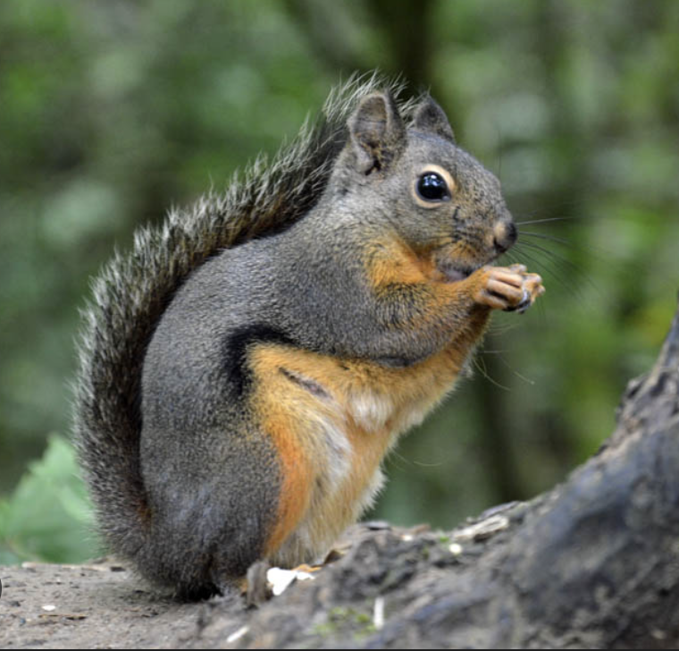 <p>Tamiasciurus douglasii</p><p>Sciuridae</p><p>Rodentia</p><p>Euarchontoglires</p><p>Eutheria</p><p>Theria</p><p>Mammalia</p>