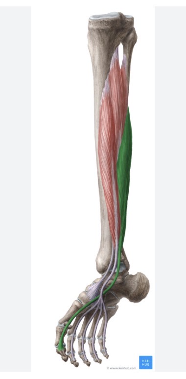 <p>Origin: lower two-thirds of the fibula</p><p>Insertion: distal phalanx of the great toe</p><p>Action: plantar flexes and inverts the foot, flexes the great toe</p><p>Nerve root: tibial (L5, S1)</p>