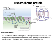 <p>- Seven transmembrane helices form a cylindrical structure.</p><p>- Loops connecting helices form the hormone-binding site of the external side of the PM, and a binding site for a G-protein on the intracellular side.</p>
