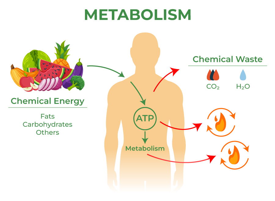 <p>All chemical processes that occur in the body</p>