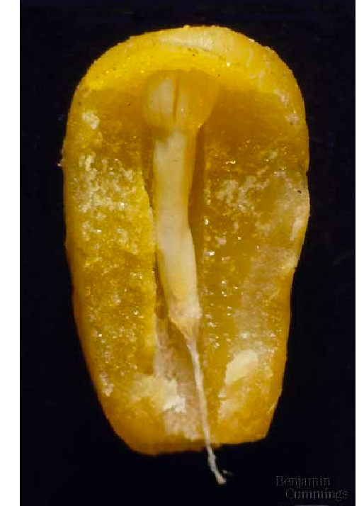 <p>Archaeplastida: Plantae: Tracheophyta: Spermatophyta: Gymnospermae: <strong>Coniferophyta (6: seed structure) </strong></p>