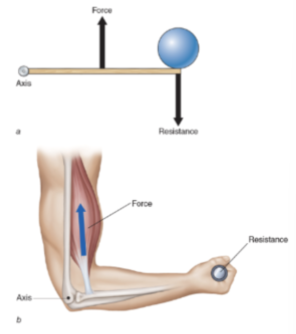 <ul><li><p>force (muscle) is between the axis and the resistance</p></li></ul><p></p>