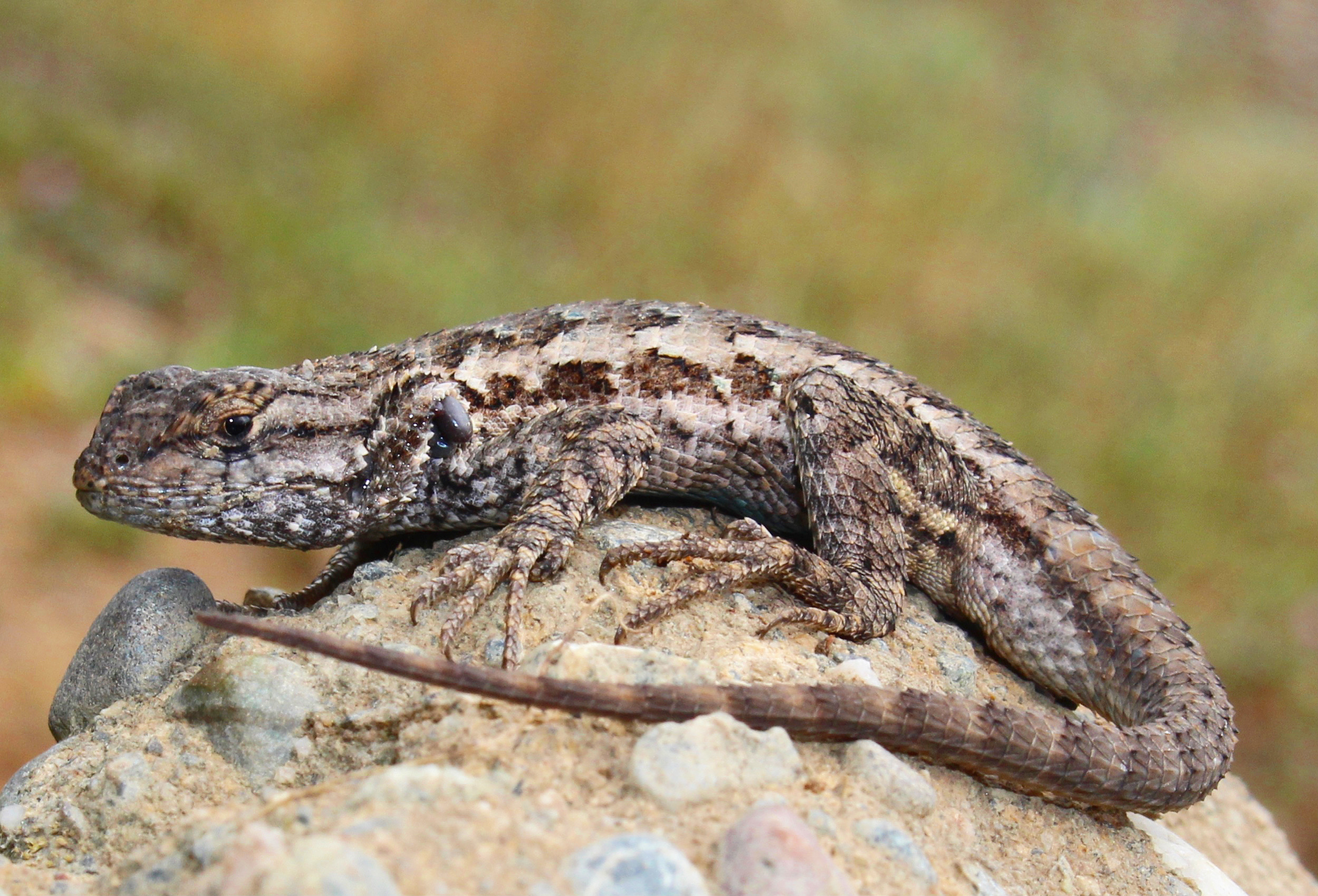 <p>Common Name</p>