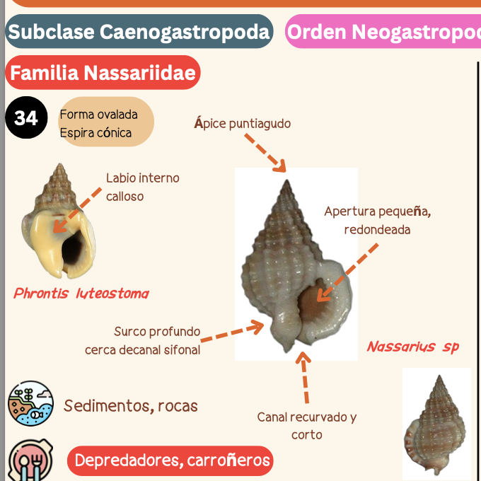 <p><strong>FILO </strong>Mollusca<strong><br>CLASE </strong>Gastropoda<br><strong>SUBCLASE </strong>Caenogastropoda<br><strong>ORDEN </strong>Neogastropoda<br><strong>FAMILIA </strong>Nassariidae<br><strong>GÉNERO </strong><em><u>Phrontis luteostoma</u></em><strong><br>CARACTERÍSTICAS </strong><br><strong>RÁDULA </strong>Raquiglosa<strong><br>ALIMENTACIÓN </strong>Depredadores, carroñeros<strong><br>HÁBITAT </strong>Sedimentos y rocas.</p>