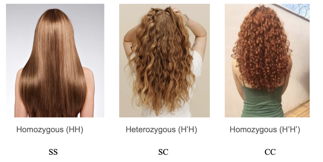 <ul><li><p>A heterozygous phenotype is a mixture of the two homozygous phenotypes - neither allele is completely dominant or completely recessive (blended)</p></li></ul><p></p>